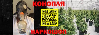 сатива Новозыбков